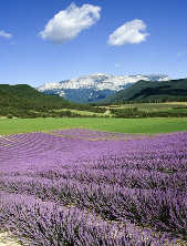 Lavender fields and mountains of the Drome Valley - Andarta