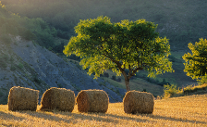 Fields in the Drome Valley